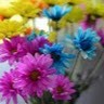 Qamar Mughal