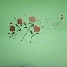 Mohd Faraz
