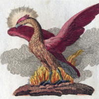 Themillennial Phoenix