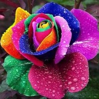 Debasree Mazumder