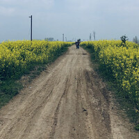 杨三毛