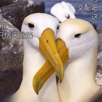 盛刚辉
