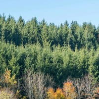 Brabhakaran willyams