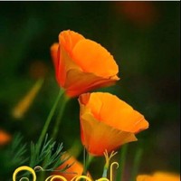 Kusum Rawat