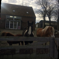 Piet Mol