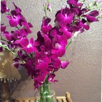 Cheri Hibbs