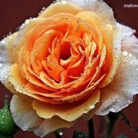 md. mahmud khan