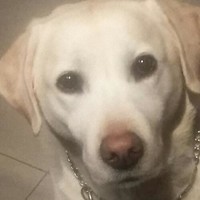 Sarah Renault -Ricou