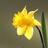 Eileen Thorp