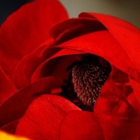 Anukampa Sharma