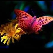 ButterFly Media