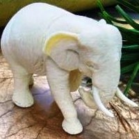 WHITE ELEPHANT INDIA