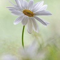 єℓαιиє ℓєαиє