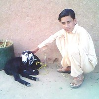 Waleed Rehman