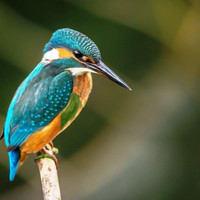 Sandip Kamble