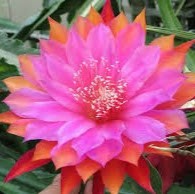 Quynh Nguyen Thi Nhu