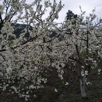 黄宗权