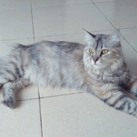 Enila Ojuara Ojuara