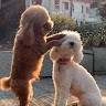Manho Lee