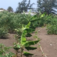 Hipolito Herrera Rodriguez