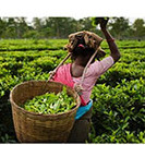 Roy Tea Leaf