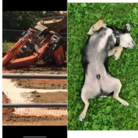 Dig Digger