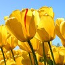 Lokesh L
