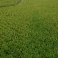 Jana Babu
