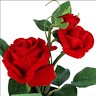 Ankireddypalle Mounika