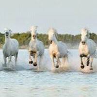 Mrs. Gurinder Sandhu