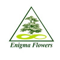 April_Enigma Corporate Group