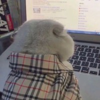 王宇飞