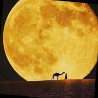 Enrico Adam Omar Crippa