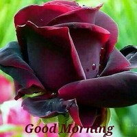 H Chaturvedi