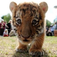 effulgence productions