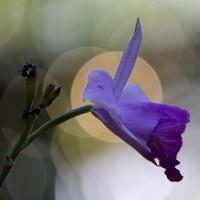 Jessica Mason-Hamilton