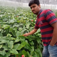 anand m