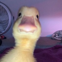 D .
