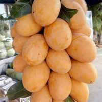 Pragna Consultants K