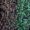 Boston Microgreens