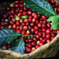Butumwa Agro-Processors