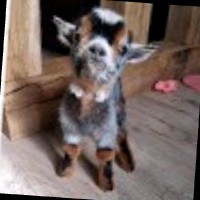 billy kal