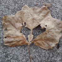 Diane Gifford