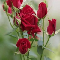 Amir Hussain