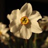 Lavinia Irimia