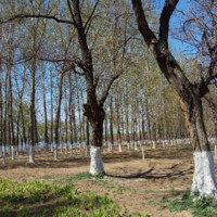 李学峰
