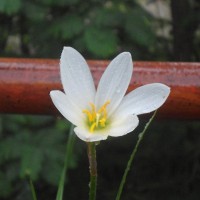 Vijaya Patra