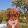 홍순우