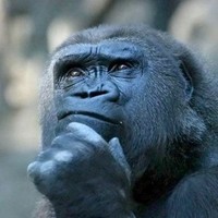 Joe Adamczyk P-adamczyk