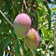 Bimol Mondol